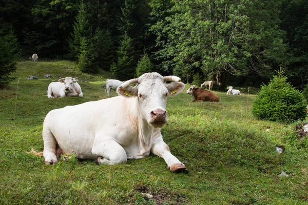 Vacas que pastam no prado alpino, Eslovénia . — Fotografia de Stock