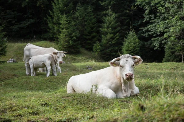 Vacas que pastam no prado alpino, Eslovénia . — Fotografia de Stock