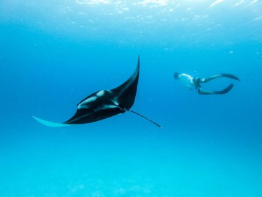 Dev okyanus manta vatozunun süzülen sualtı görüntüsü, Manta Birostris ve mavi okyanusta serbest dalış. Maldivler adalarında şnorkelle dalış turu yaparken denizaltı dünyasını izlemek.