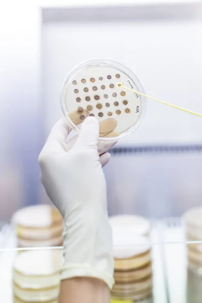 Cientista do sexo feminino que trabalha com fluxo laminar no laboratório de pesquisa de desenvolvimento de vacinas contra o vírus da corona. — Fotografia de Stock