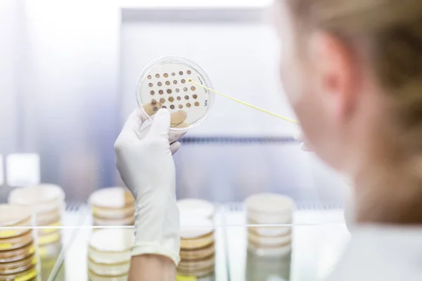Vrouwelijke wetenschapper werkt met laminaire stroming in de onderzoeksfaciliteit van het corona virus vaccin ontwikkeling laboratorium. — Stockfoto