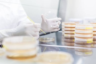 Corona Virüsü Aşı Geliştirme Laboratuvarı 'nda laminar akışı ile çalışan kadın bilim adamı..