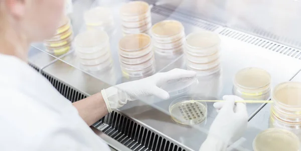 Cientista do sexo feminino que trabalha com fluxo laminar no laboratório de pesquisa de desenvolvimento de vacinas contra o vírus da corona. — Fotografia de Stock