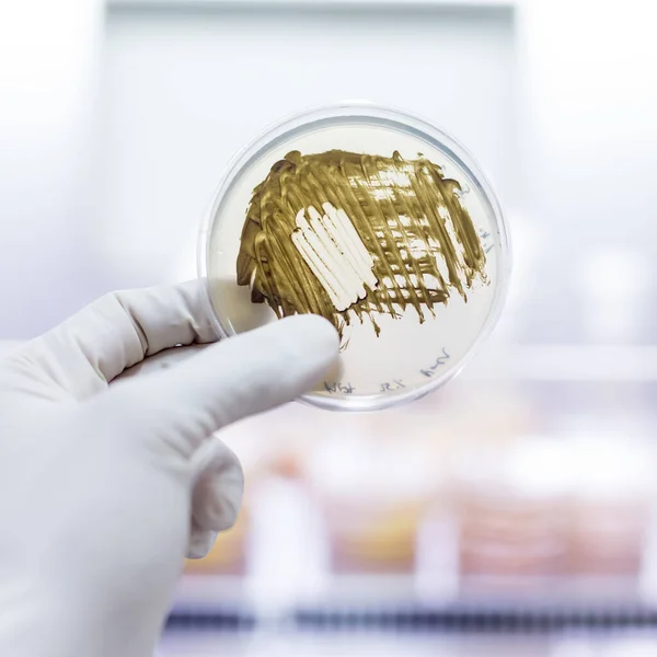 Científico crecimiento de bacterias en placas de Petri en gel de agar como parte de un experimento científico. — Foto de Stock