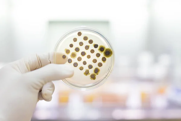 Científico crecimiento de bacterias en placas de Petri en gel de agar como parte de un experimento científico. — Foto de Stock