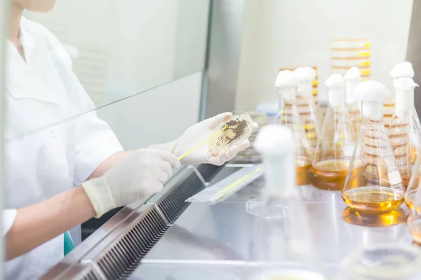 Female scientist working with bacteria in laminar flow at corona virus vaccine development laboratory research facility. — Stock Photo, Image