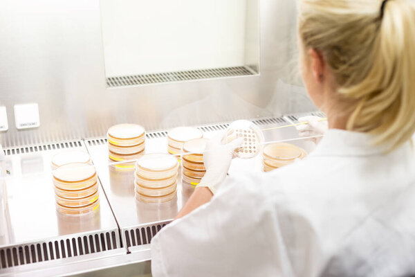 Female scientist working with laminar flow at corona virus vaccine development laboratory research facility.