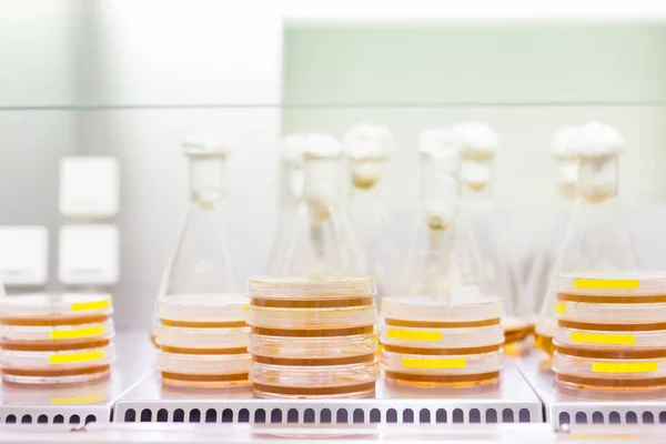 Petri dish and Erlenmeyer flask. — Stock Photo, Image