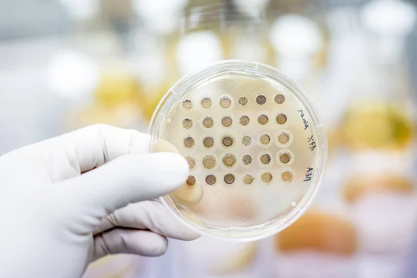 과학자들 이 과학 실험의 일환으로 가이아 겔에 있는 페트리 접시에서 박테리아를 키우고 있다. — 스톡 사진
