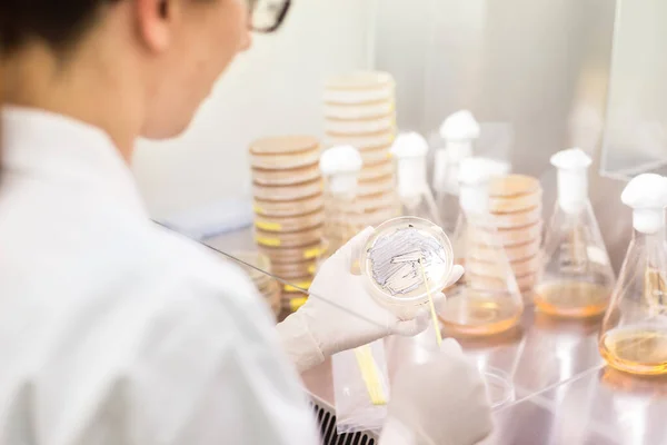 コロナウイルスワクチン開発研究施設におけるラミナールの流れの中で細菌を扱う女性科学者. — ストック写真