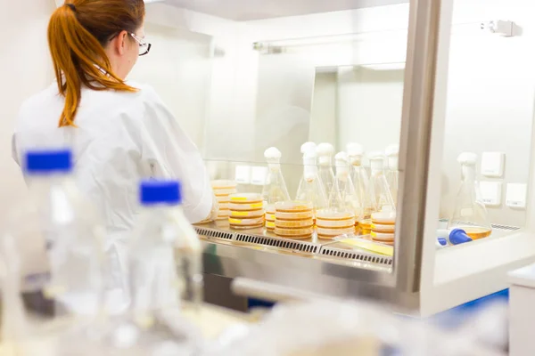 Female scientist working with bacteria in laminar flow at corona virus vaccine development laboratory research facility. — Stock Photo, Image