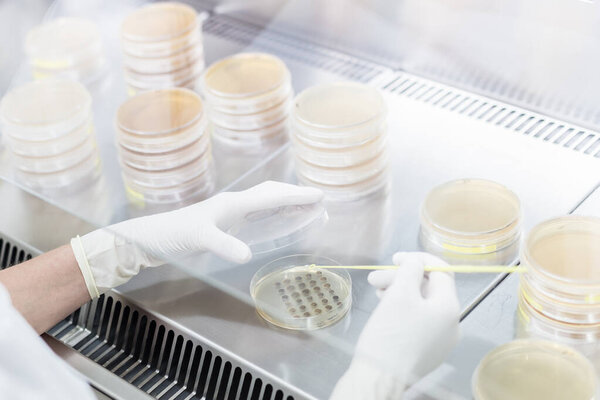 Female scientist working with laminar flow at corona virus vaccine development laboratory research facility.