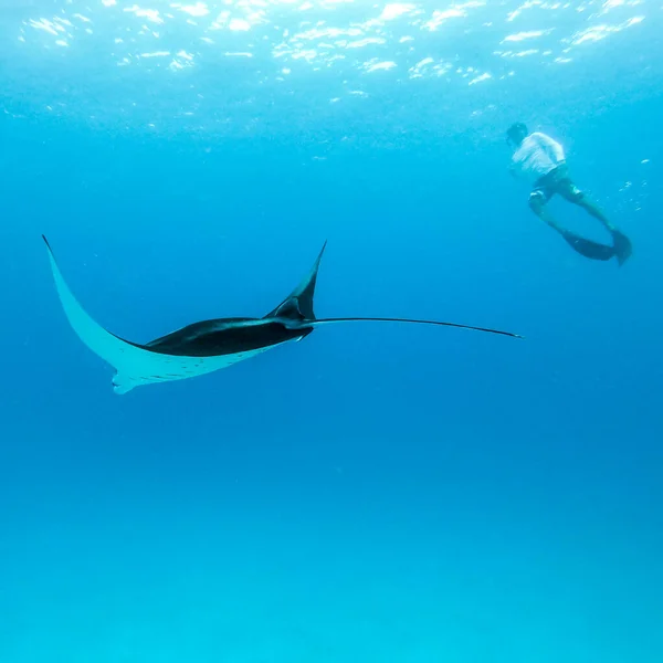 Underwater view of hovering Giant oceanic manta ray, Manta Birostris , and man free diving in blue ocean. Watching undersea world during adventure snorkeling tour on Maldives islands. — Stock Photo, Image