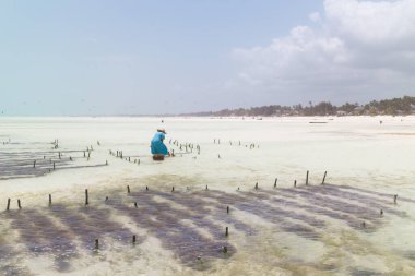 Tanzanya 'nın Zanzibar adasındaki Paje köyü yakınlarındaki yosun çiftliğinde çalışan Afrikalı bir kadın.