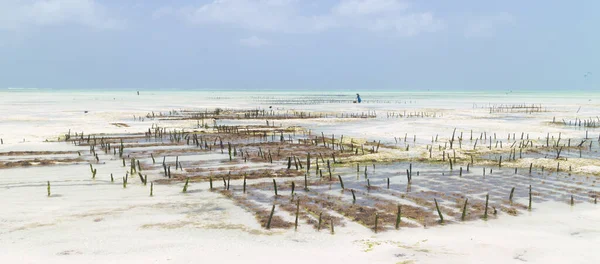 Mujer africana local que trabaja en una granja de algas marinas en la laguna de kitesurf cerca del pueblo de Paje, isla de Zanzíbar, Tanzania — Foto de Stock