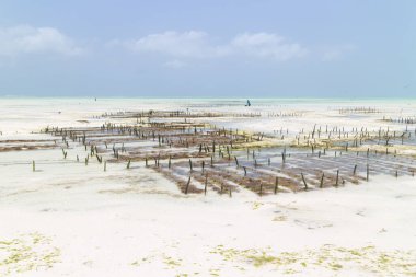 Deniz yosunu çiftliğinde sıra sıra yosun, Paje, Zanzibar, Tanzanya