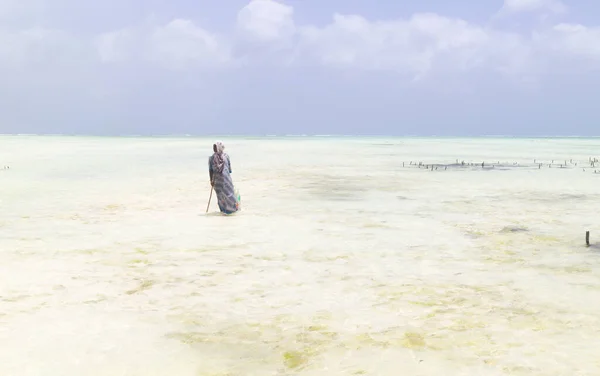 Rows of seaweed on a seaweed farm, Paje, Zanzibar island, Tanzania — Stock Photo, Image