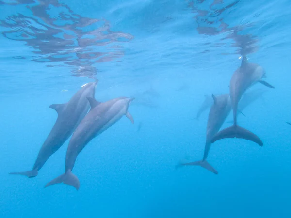 Rebanho de golfinhos brincando na água azul perto da ilha Mafushi, Maldivas — Fotografia de Stock