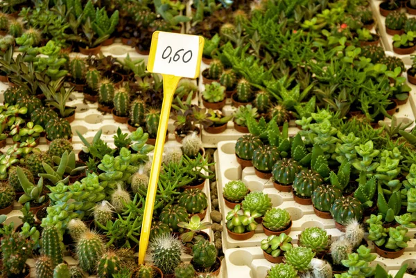 Fat plant at nursery garden, Italy