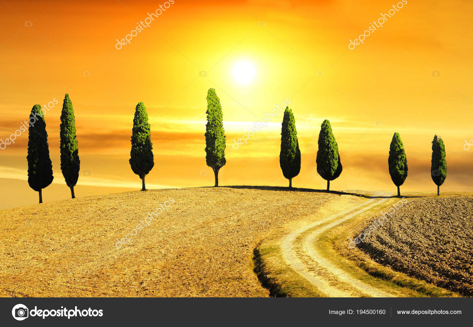 Cypress Coucher Soleil Toscane Italie Photo éditoriale