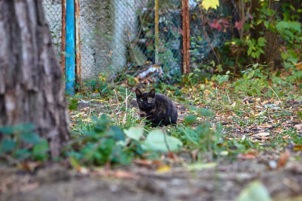 Hemlös katt på gatan — Stockfoto