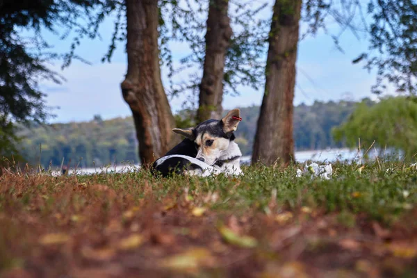 Бездомная собака одинока в лесу — стоковое фото