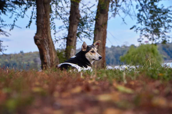 Perro sin hogar solo en el bosque —  Fotos de Stock
