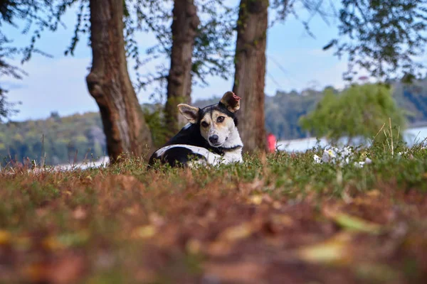 Perro sin hogar solo en el bosque —  Fotos de Stock