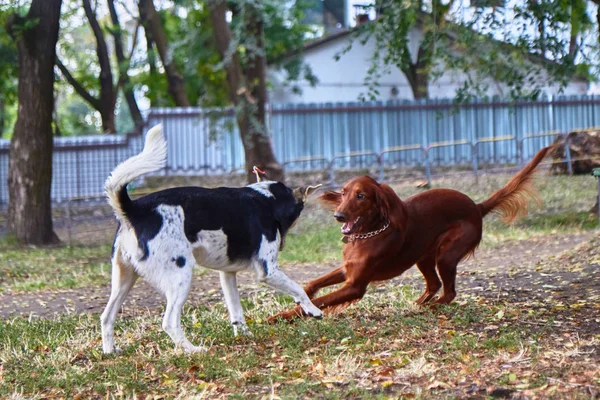 Две собаки для прогулки в парке — стоковое фото