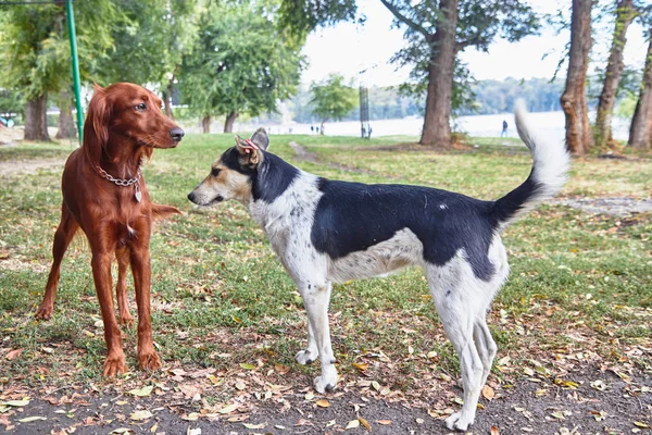 Dos perros para dar un paseo por el parque —  Fotos de Stock