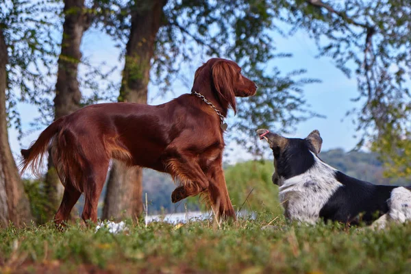 Dua anjing untuk berjalan-jalan di taman — Stok Foto