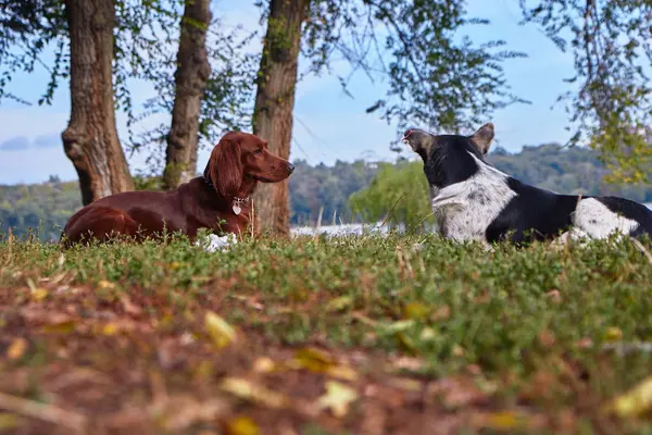 Dos perros para dar un paseo por el parque —  Fotos de Stock