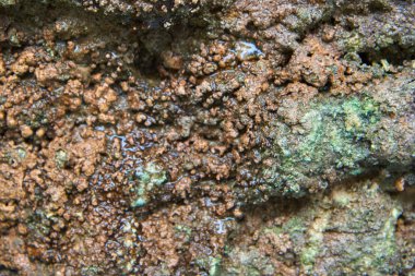 taş üzerinde yosun 