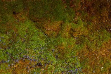 taş üzerinde yosun 