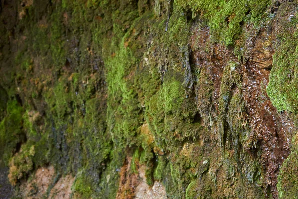 Musgo sobre pedra — Fotografia de Stock