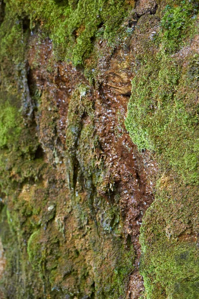 Mos op de stenen — Stockfoto