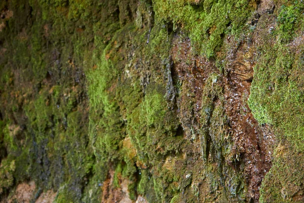 Musgo sobre pedra — Fotografia de Stock