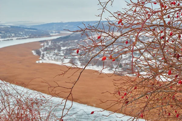 red berries over a precipice