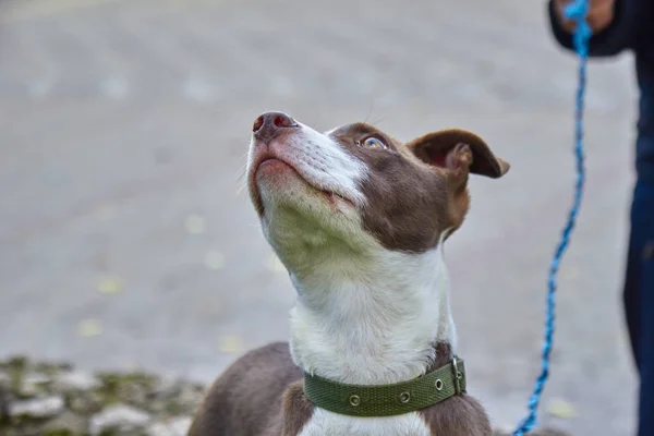 Perro paseando en el parque en otoño —  Fotos de Stock