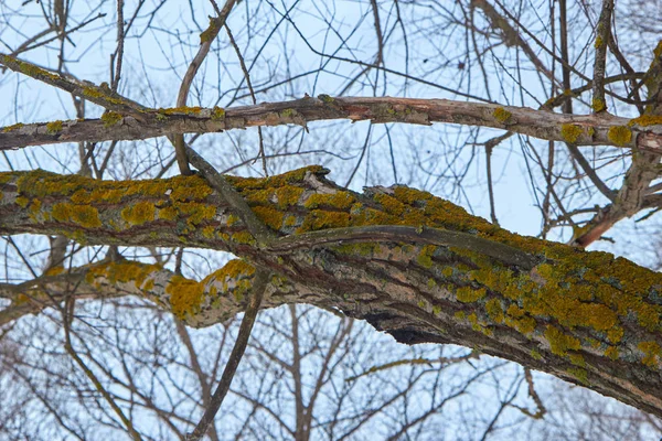 Árbol con musgo verde — Foto de Stock