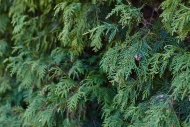 Mazı (bitki) arka plan yakın çekim