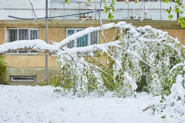 buz fırtınası sonra ağaçlar