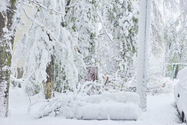 buz fırtınası sonra ağaçlar