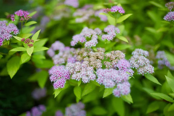 Lato dzikie kwiaty — Zdjęcie stockowe