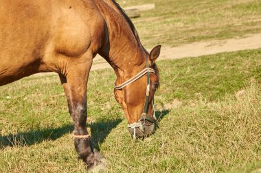 defne at, 9 yaşında bir çocuk, açık havada güneşin ışınları içinde portresi