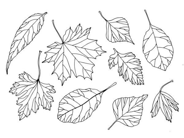 Набор Осенних Черно Белых Листьев — стоковый вектор