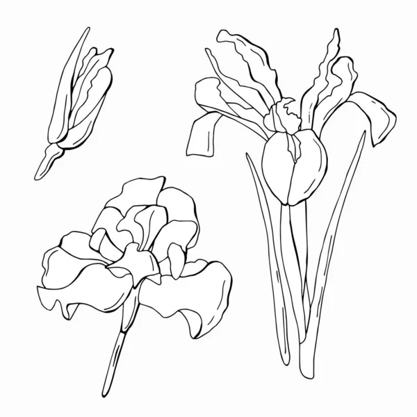 Ensemble Fleurs Iris Style Caniche Illustration Isolé Blanc — Image vectorielle