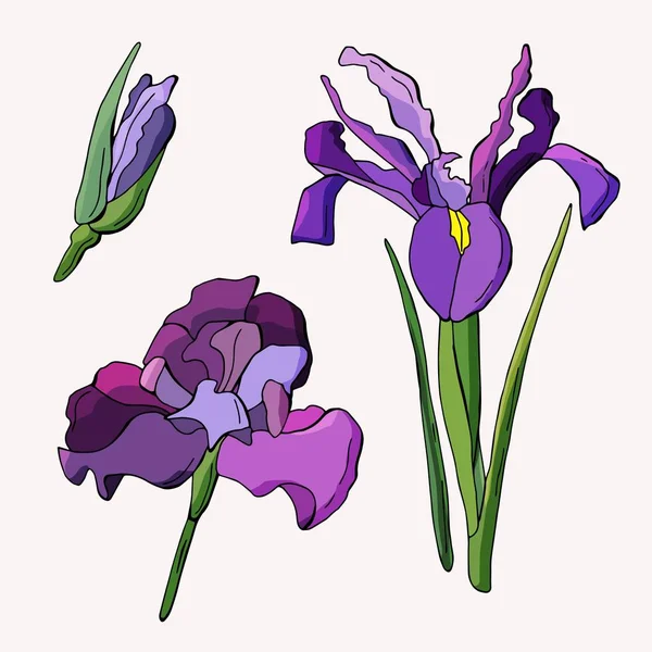 Iris Colorés Fleur Bourgeon Isolé Blanc Illustration Stock — Image vectorielle