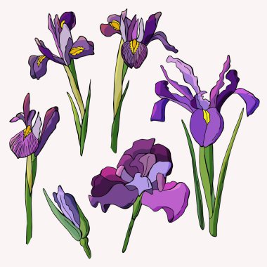 Bir çift süsen çiçeği. Çizgi film tek vektör illüstrasyonu. İzole edilmiş beyaz. Stok illüstrasyonu.