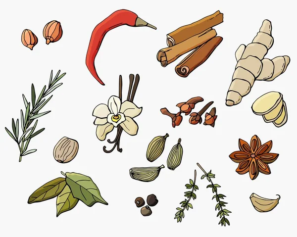 Baharat seti. Vanilya, tarçın, fındık, biber, kakule, zencefil, sarımsak, kekik, yıldız anason, biberiye, karanfil, defne yaprağı. Beyaz arka plan, izolasyon. Çizgi film tarzı. Stok illüstrasyonu.